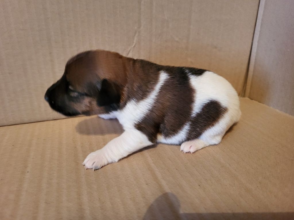 D'hondrecoutre - Chiot disponible  - Fox Terrier Poil lisse