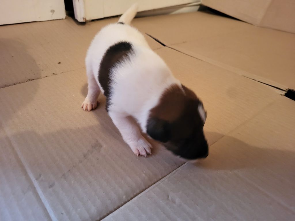 D'hondrecoutre - Chiot disponible  - Fox Terrier Poil lisse