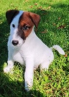 D'hondrecoutre - Fox Terrier Poil lisse - Portée née le 18/07/2020