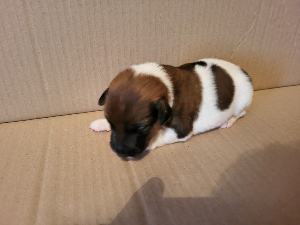 D'hondrecoutre - Chiot disponible  - Fox Terrier Poil lisse