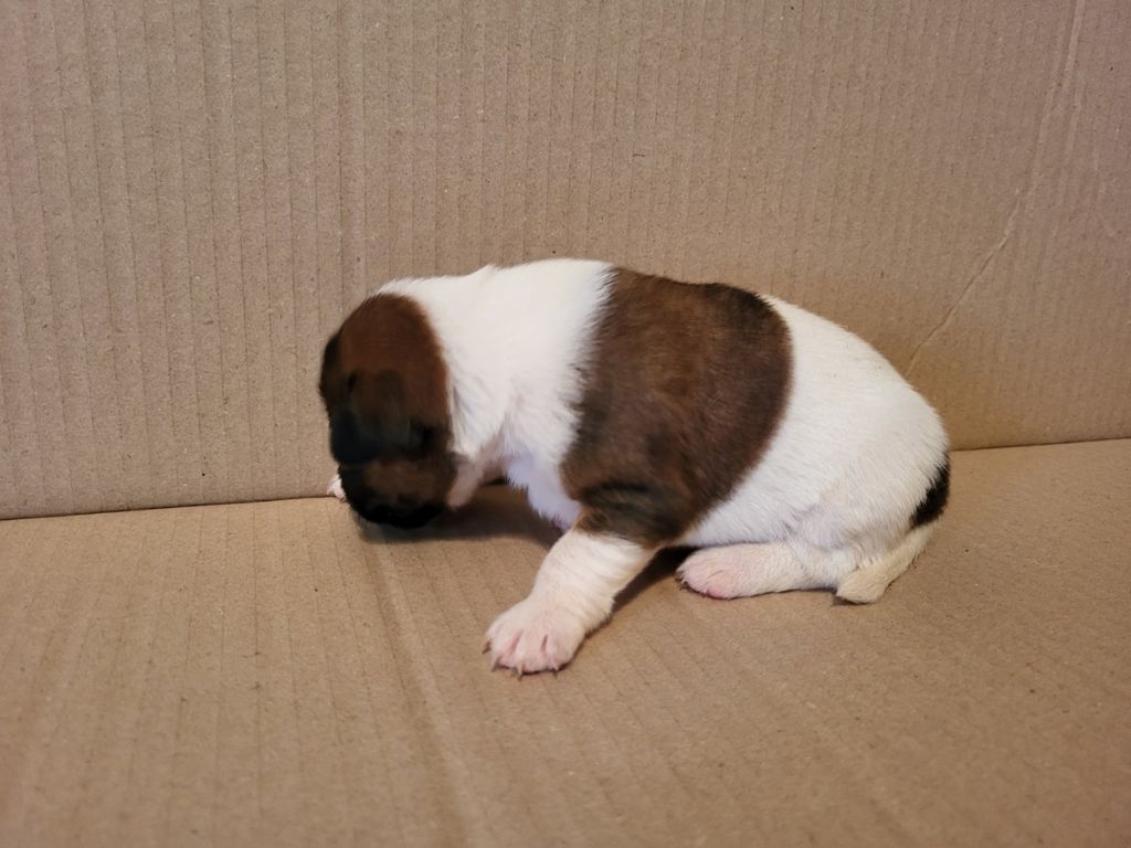 D'hondrecoutre - Chiot disponible  - Fox Terrier Poil lisse