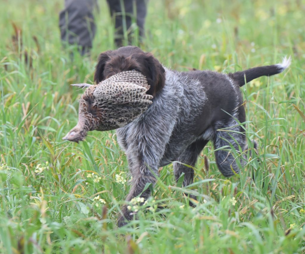 Vithallie D'hondrecoutre