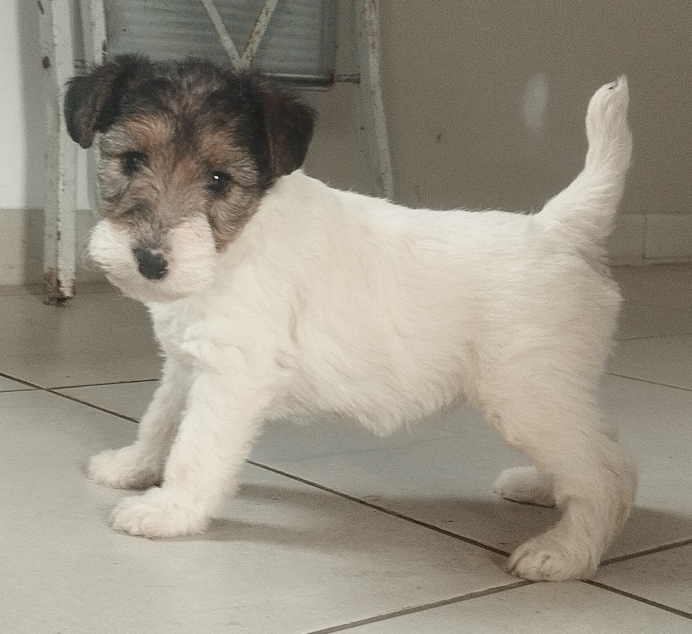 D'hondrecoutre - Chiots disponibles - Fox Terrier Poil Dur