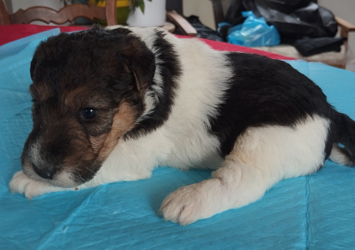 D'hondrecoutre - Fox Terrier Poil Dur - Portée née le 24/05/2026