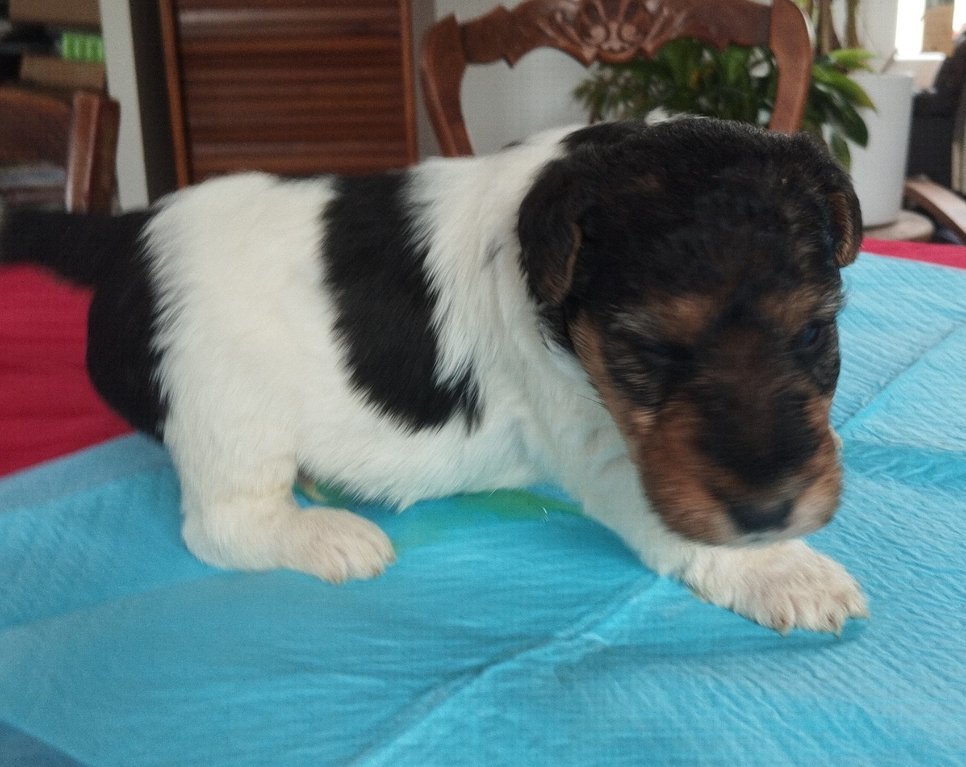D'hondrecoutre - Fox Terrier Poil Dur - Portée née le 24/05/2026