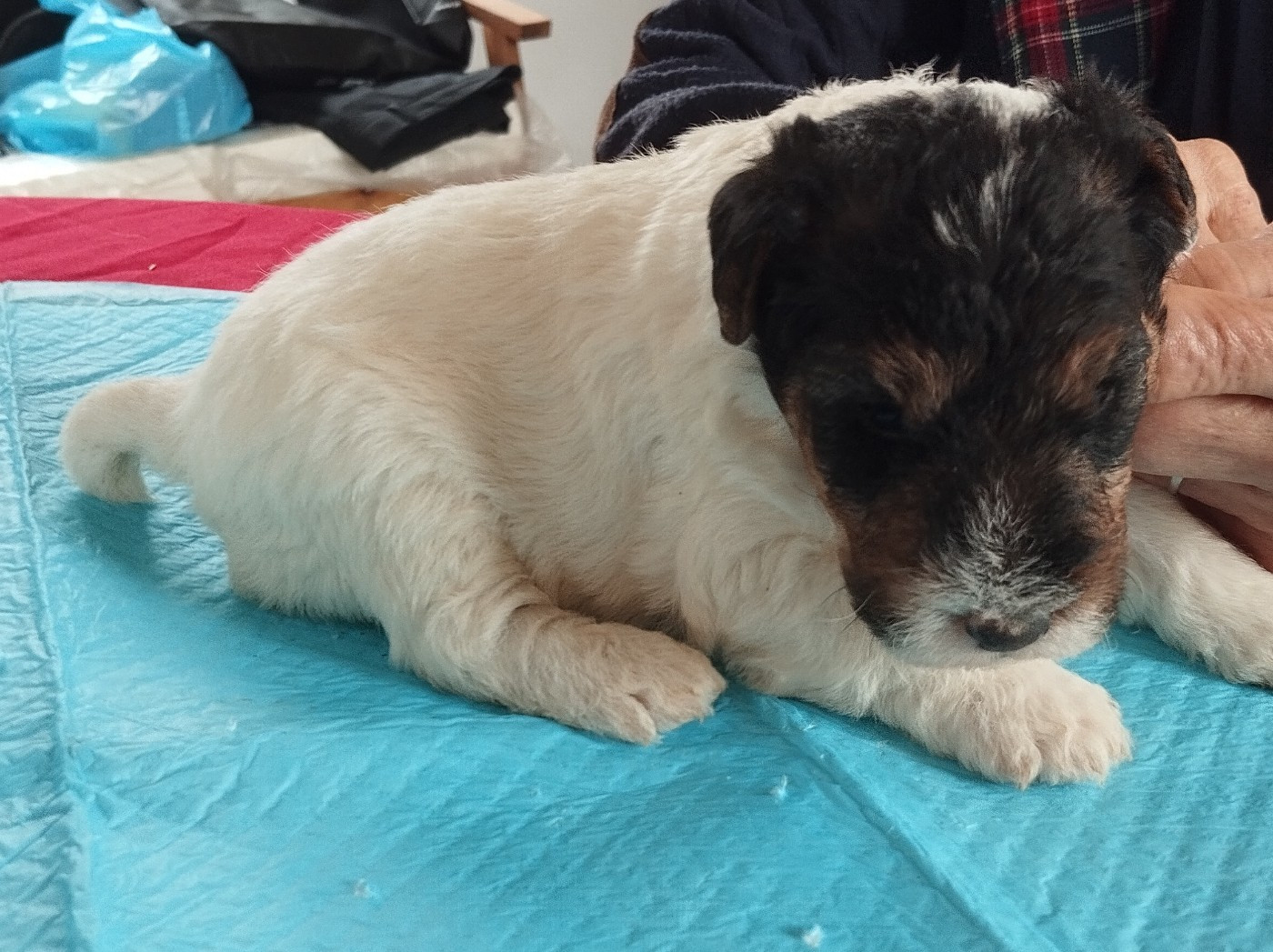 D'hondrecoutre - Chiots disponibles - Fox Terrier Poil Dur