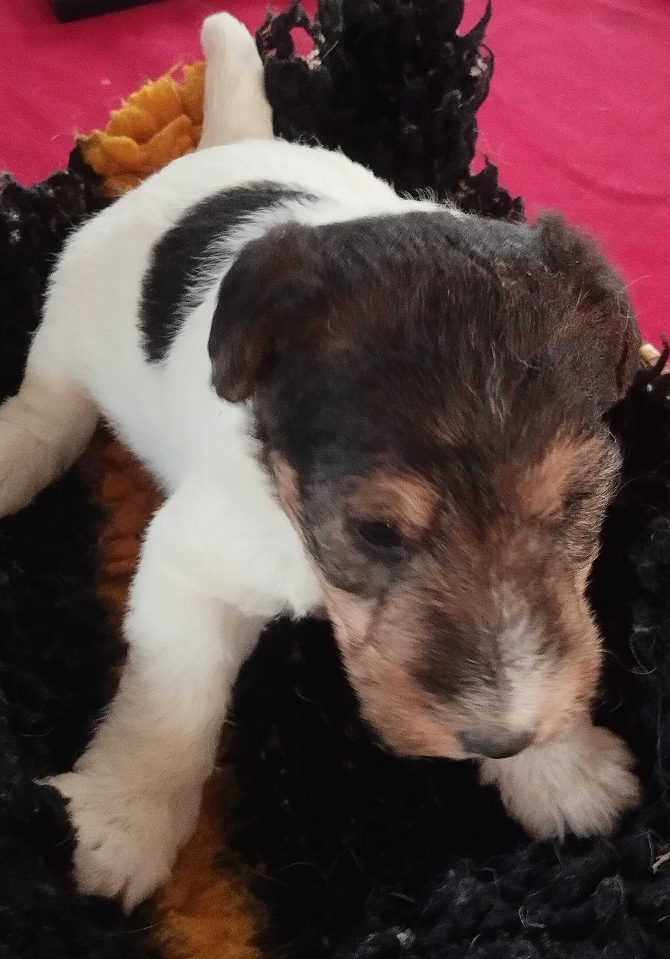 D'hondrecoutre - Chiots disponibles - Fox Terrier Poil Dur