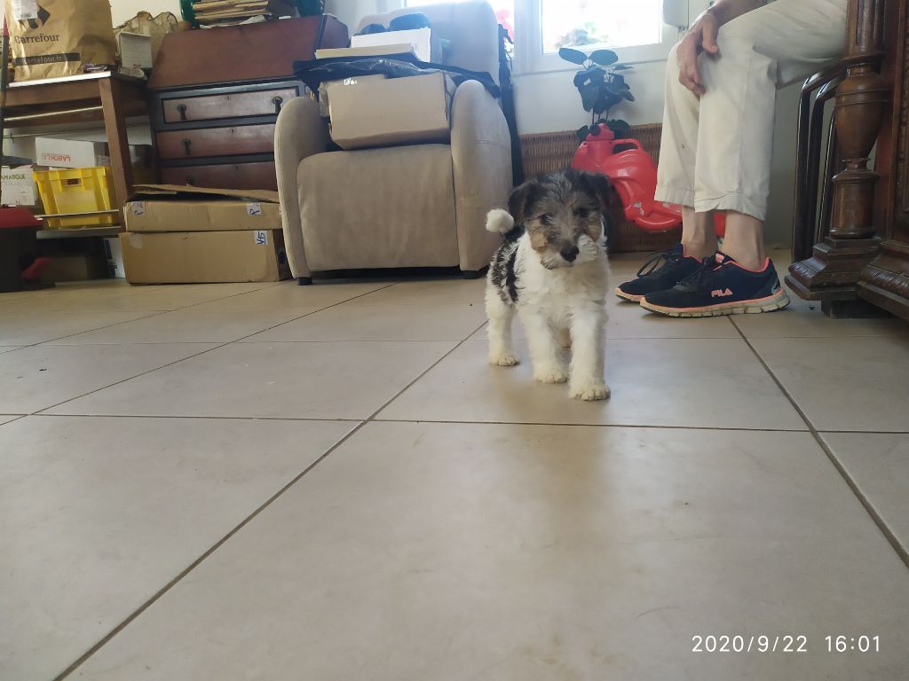 D'hondrecoutre - Fox Terrier Poil Dur - Portée née le 06/08/2020